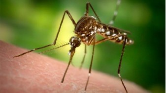 Еден починат и 48 заболени од западнонилска треска во Србија Еден починат и 48 заболени од западнонилска треска во Србија