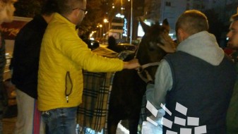 (ВИДЕО)Граѓани пет часа спасуваа истоштен коњ на улицата „Васил Ѓоргов“ во Скопје (ВИДЕО)Граѓани пет часа спасуваа истоштен коњ на улицата „Васил Ѓоргов“ во Скопје