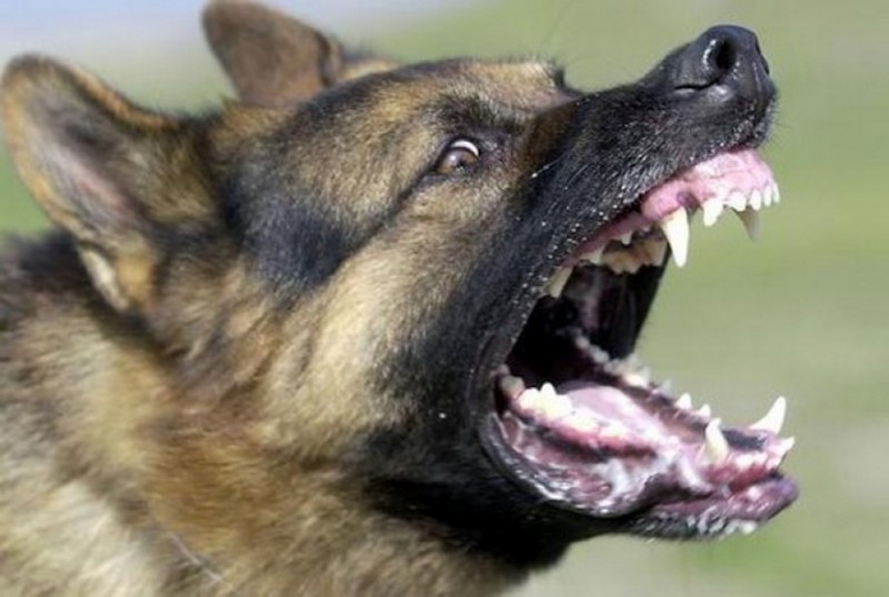 Нема крај на нападите од улични кучиња, полицијата во Скопје доби нови три пријави