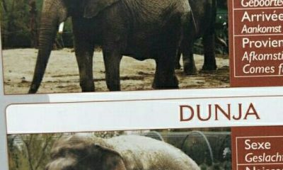 слон, слоници, Зоолошка градина