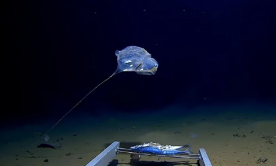 cunami japonija, testiranje