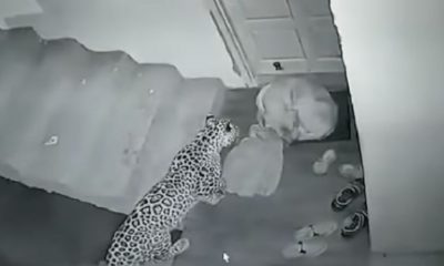 video borba leopard i kuce