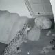 video borba leopard i kuce