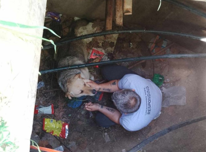Куче паднало во шахта и ги изгризало каблите за интернет на две болници: ЦУК за невообичаената акција во Скопје